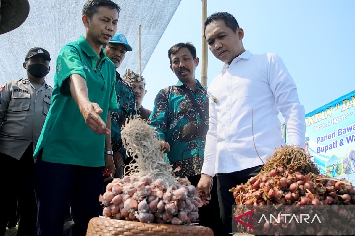 Bawang merah jadi komoditas pertanian menjanjikan di Lumajang