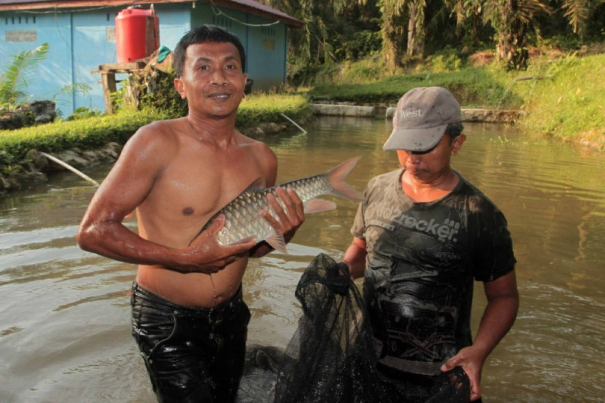 Ikan Jurung Sungai Asahan 