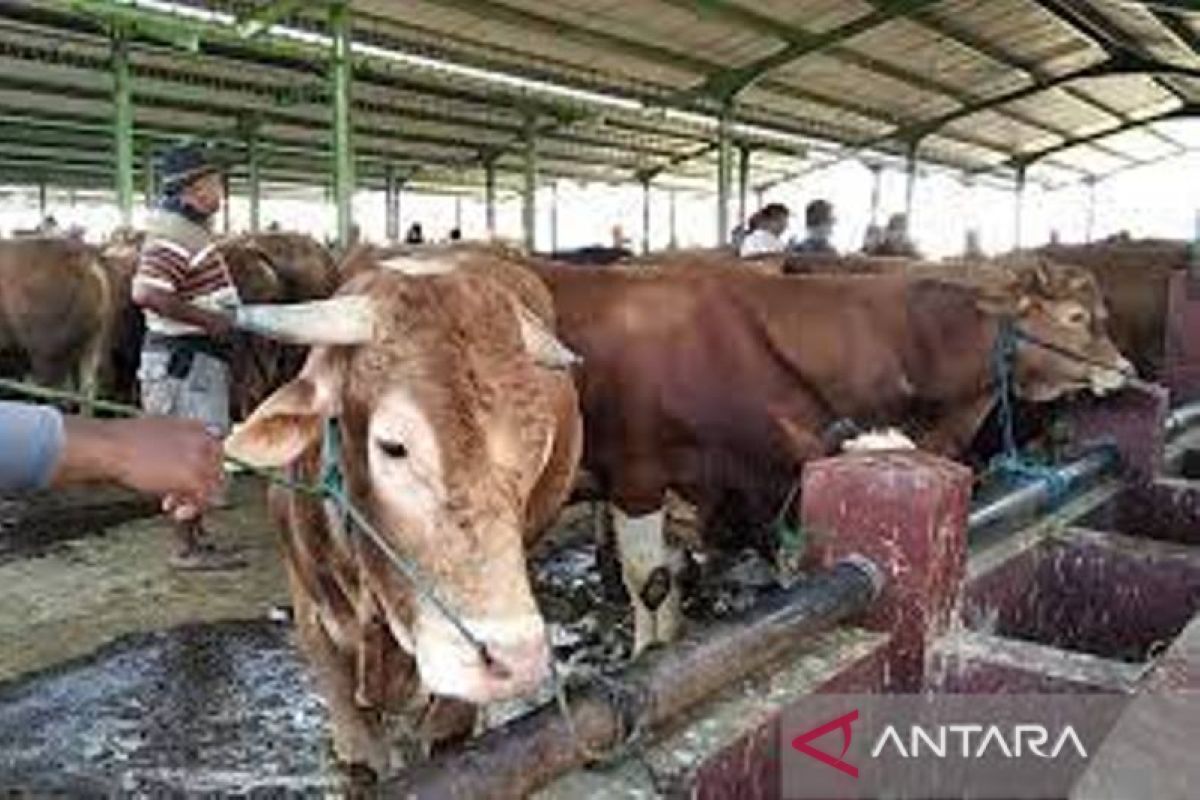 Riau dirikan lima titik pengecekan masuknya sapi jelang Idul Adha antisipasi PMK