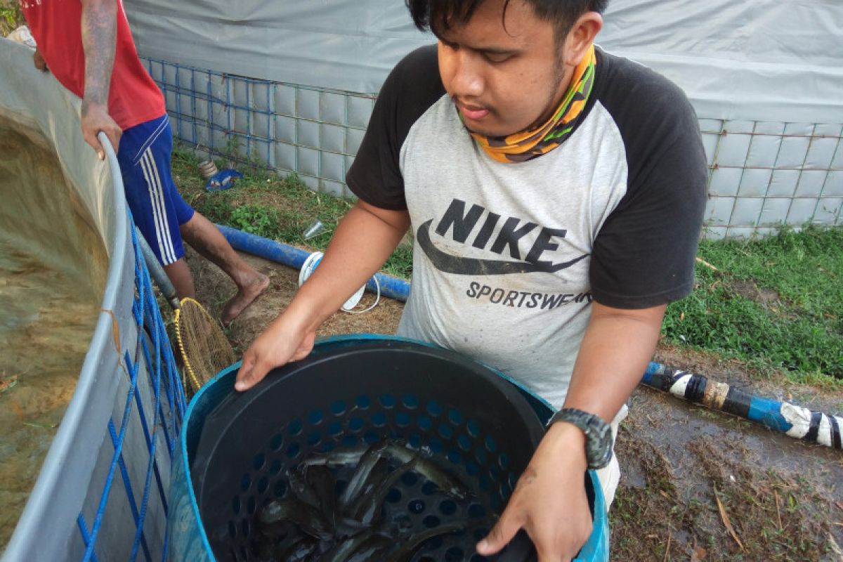 Hati-hati ikan lele bisa memakan motor bahkan rumah !