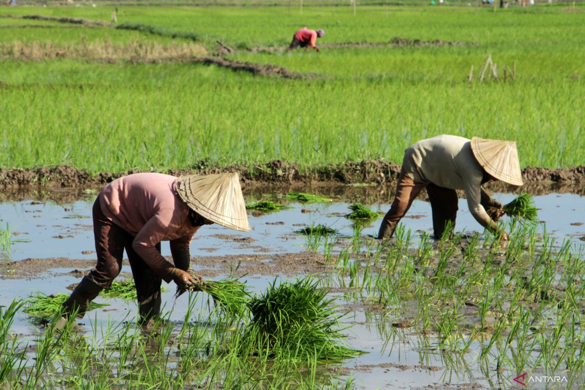 Kementan dorong kebijakan harga untuk perlindungan petani dan ...