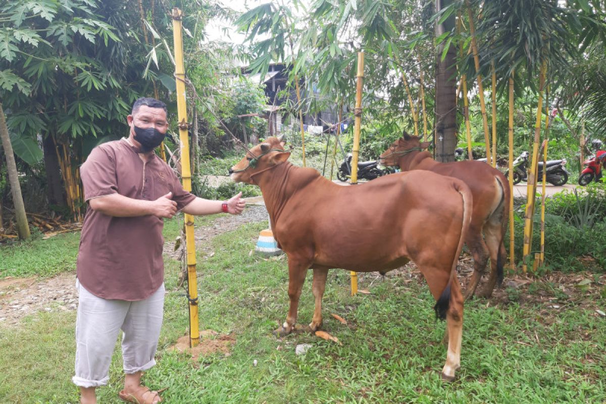 Harga jual sapi kurban di Pontianak naik signifikan capai Rp2 juta