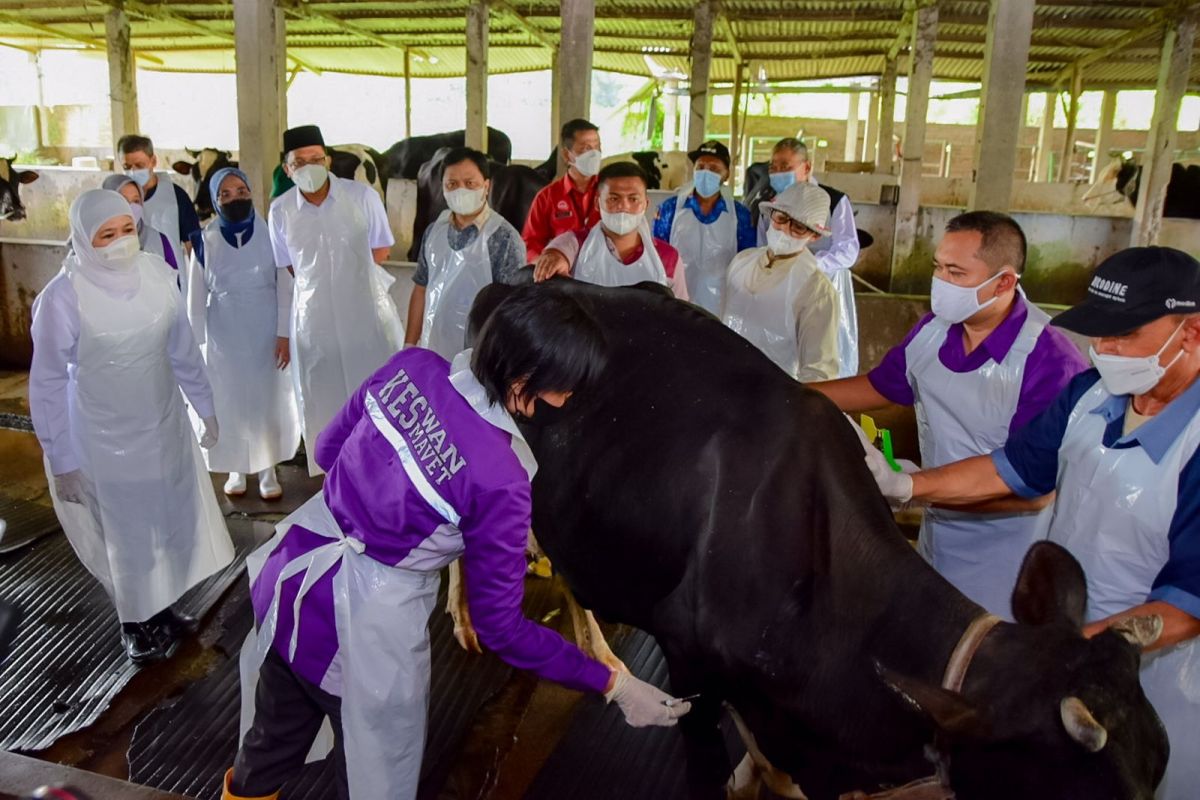 Gubernur Khofifah kawal langsung vaksinasi PMK di Jatim