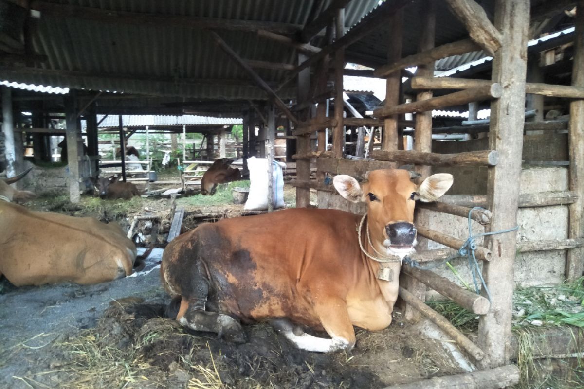 Selain sapi, kuku mulut di Lombok Tengah serang kerbau dan kambing