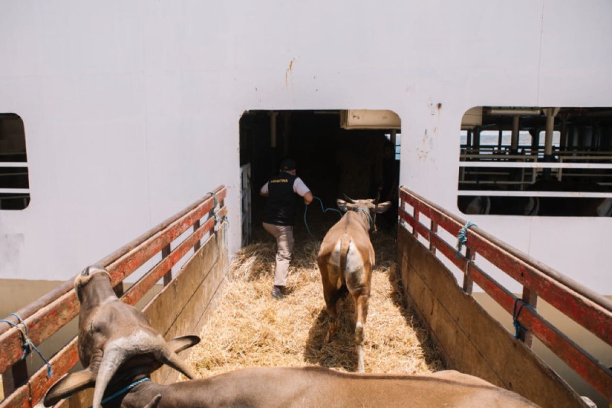 Livestock vessels prioritize animal welfare: Transportation Ministry