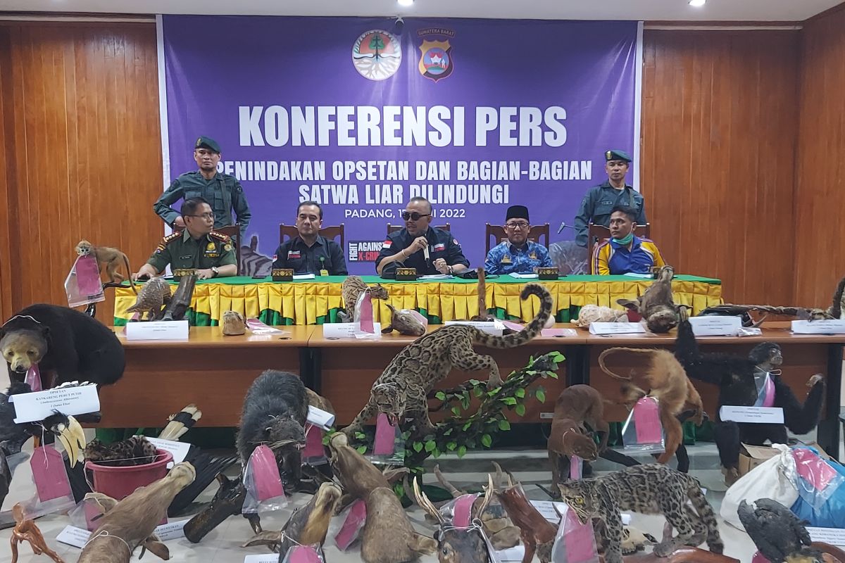 30 satwa dilindungi sudah diawetkan  diamankan petugas di Padang Panjang (Video)