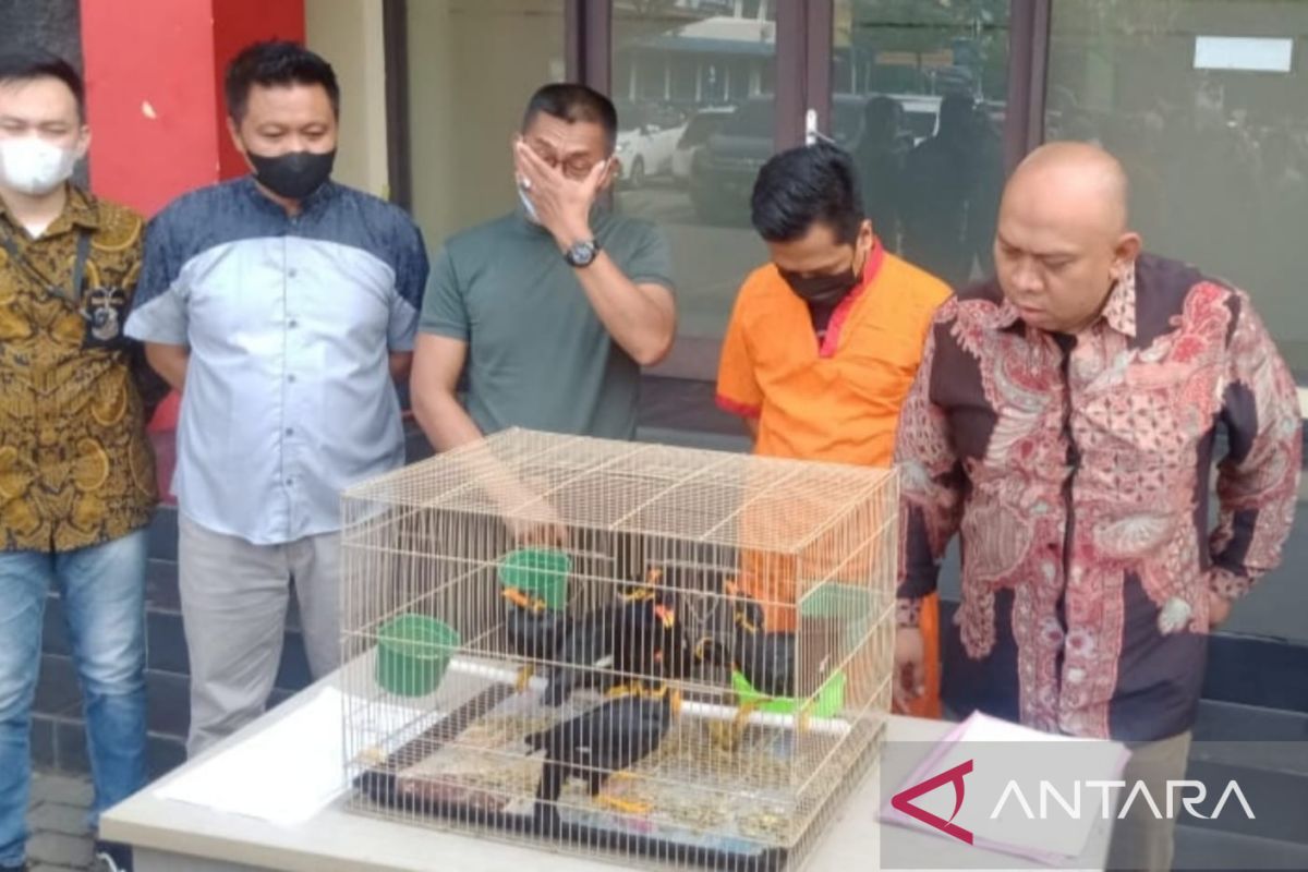 Polisi tangkap penjual satwa dilindungi beo nias