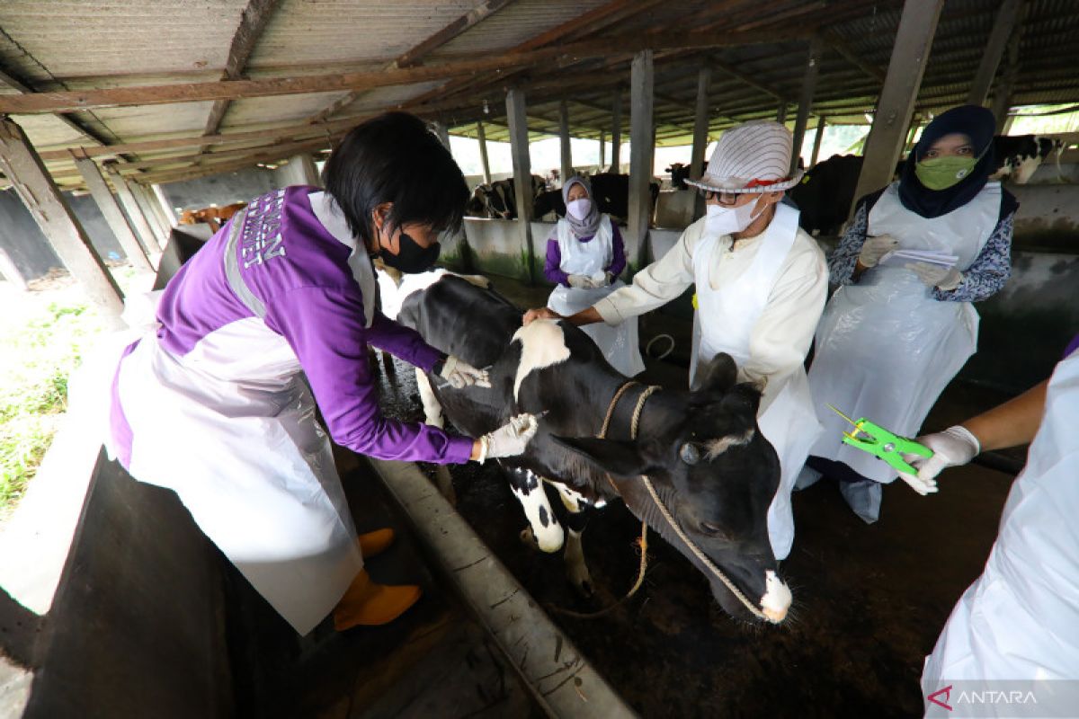 578 ribu sapi sudah mendapatkan vaksin PMK