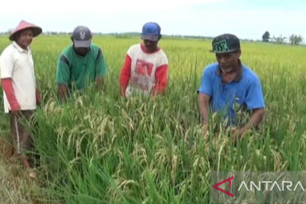 Kabupaten Penajam siap bantu pendistribusiaan beras petani lokal