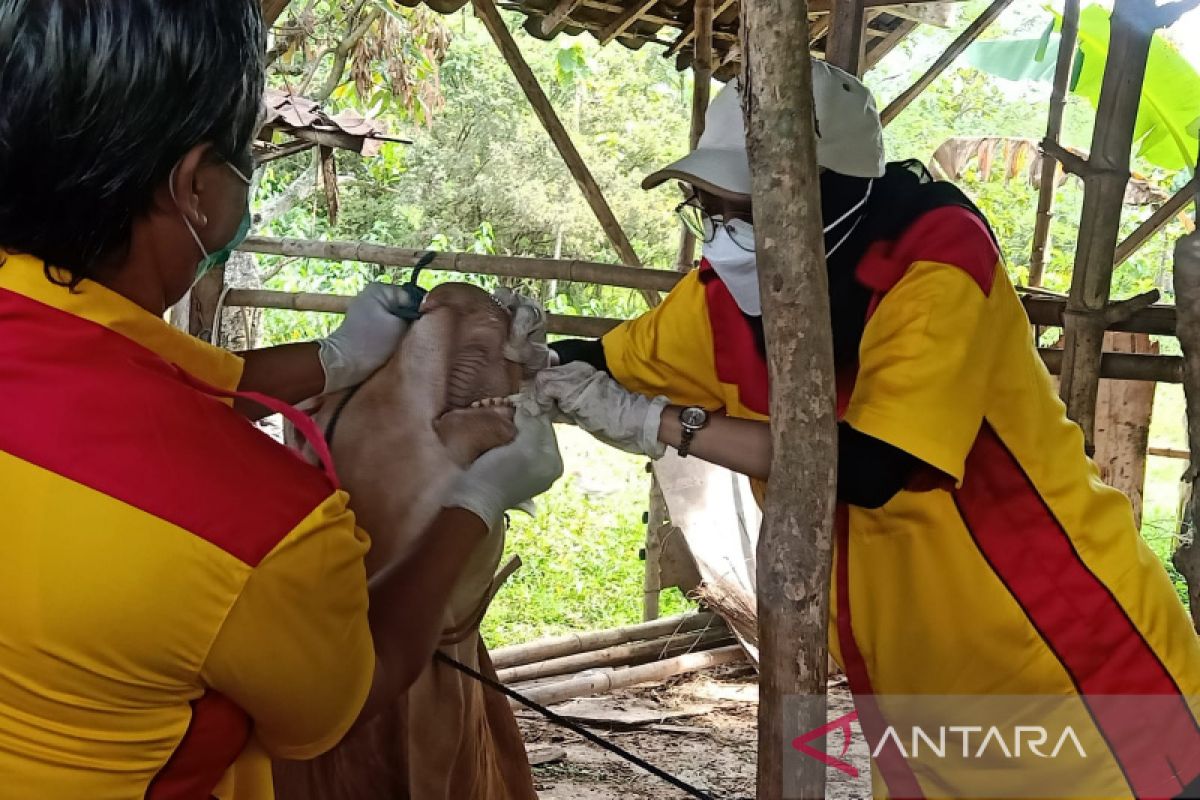 Pemkot Surakarta terjunkan petugas untuk periksa  hewan kurban