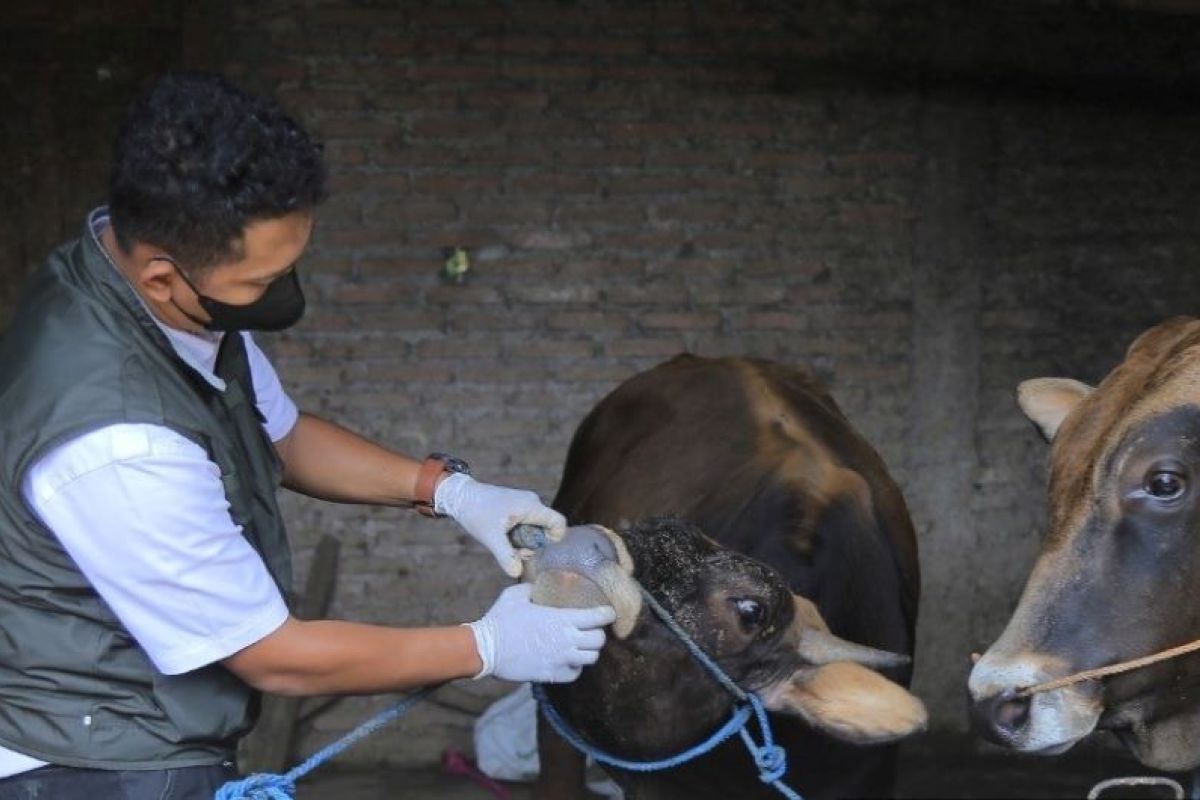 Cegah kuku mulut hewan ternak, Kota Madiun bentuk tim satgas