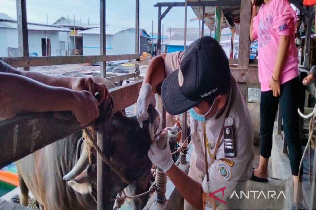 Ratusan ekor hewan kurban dari Sulawesi masuk Kotabaru