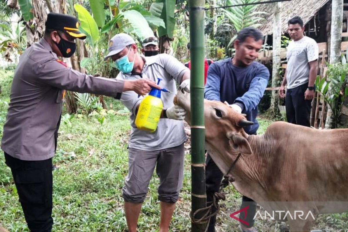 Cegah PMK, Polres Aceh Barat disinfektan kandang ternak sapi milik warga