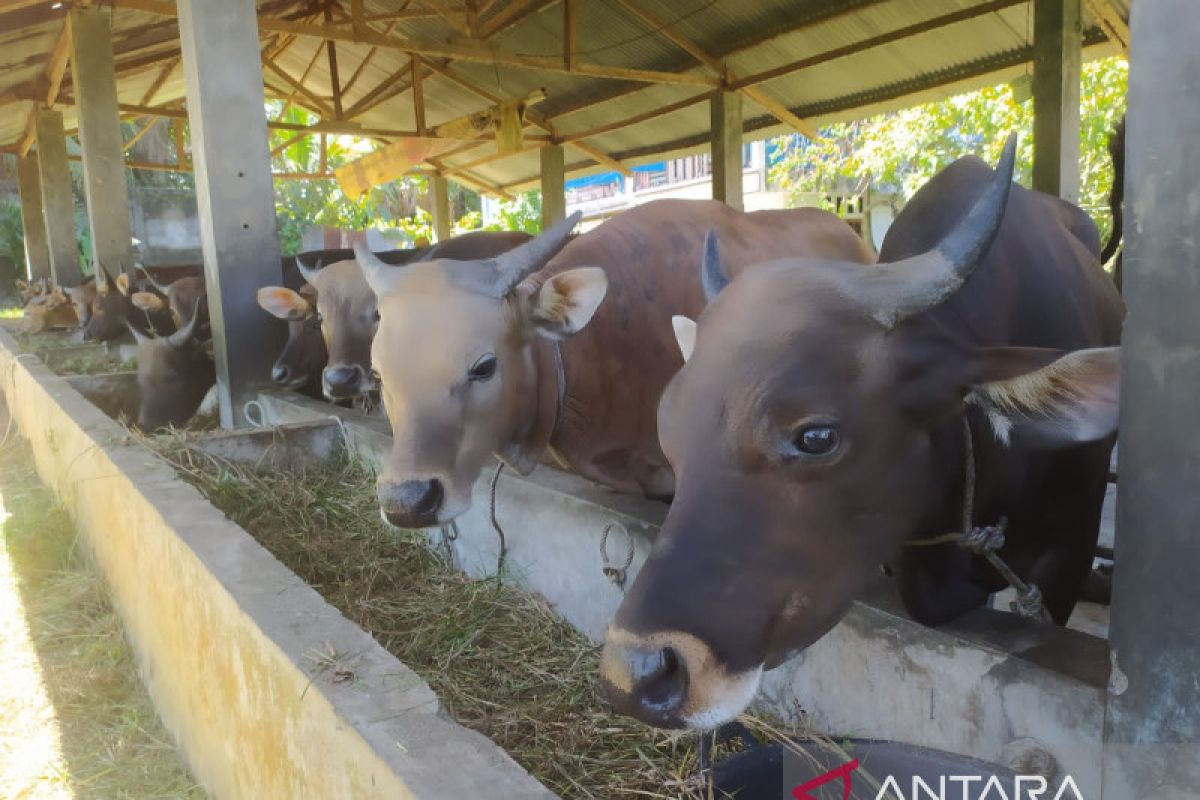 Empat wilayah di Bengkulu terinfeksi penyakit mulut dan kuku