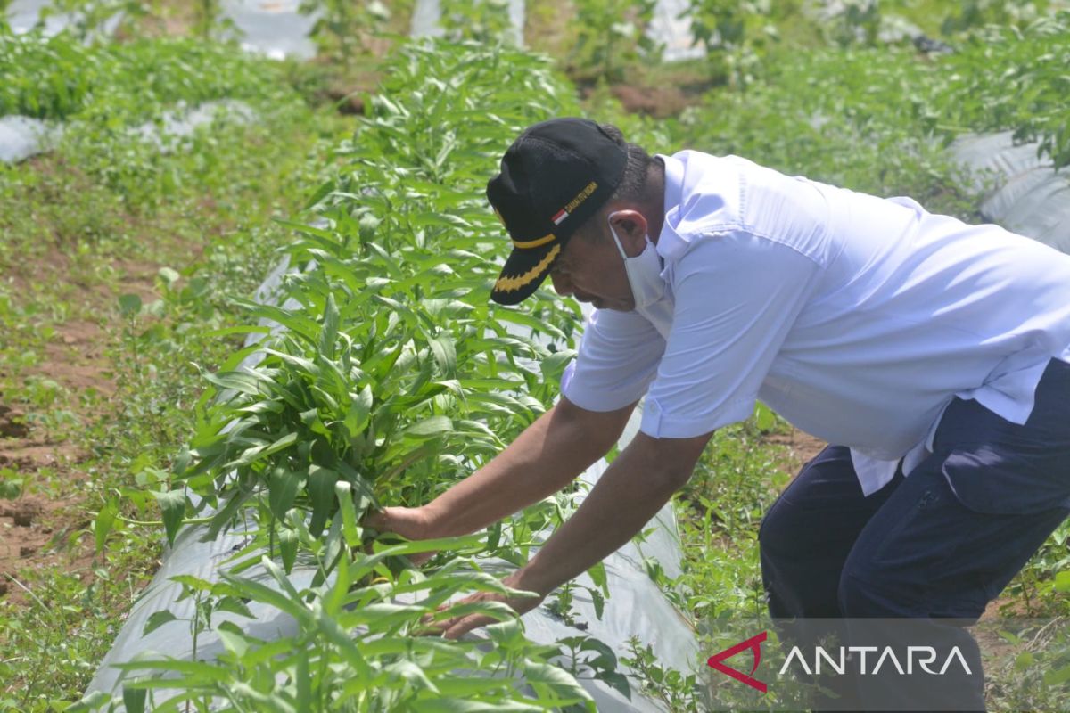 DPRD Gorontalo Utara dorong masyarakat terapkan pertanian  organik