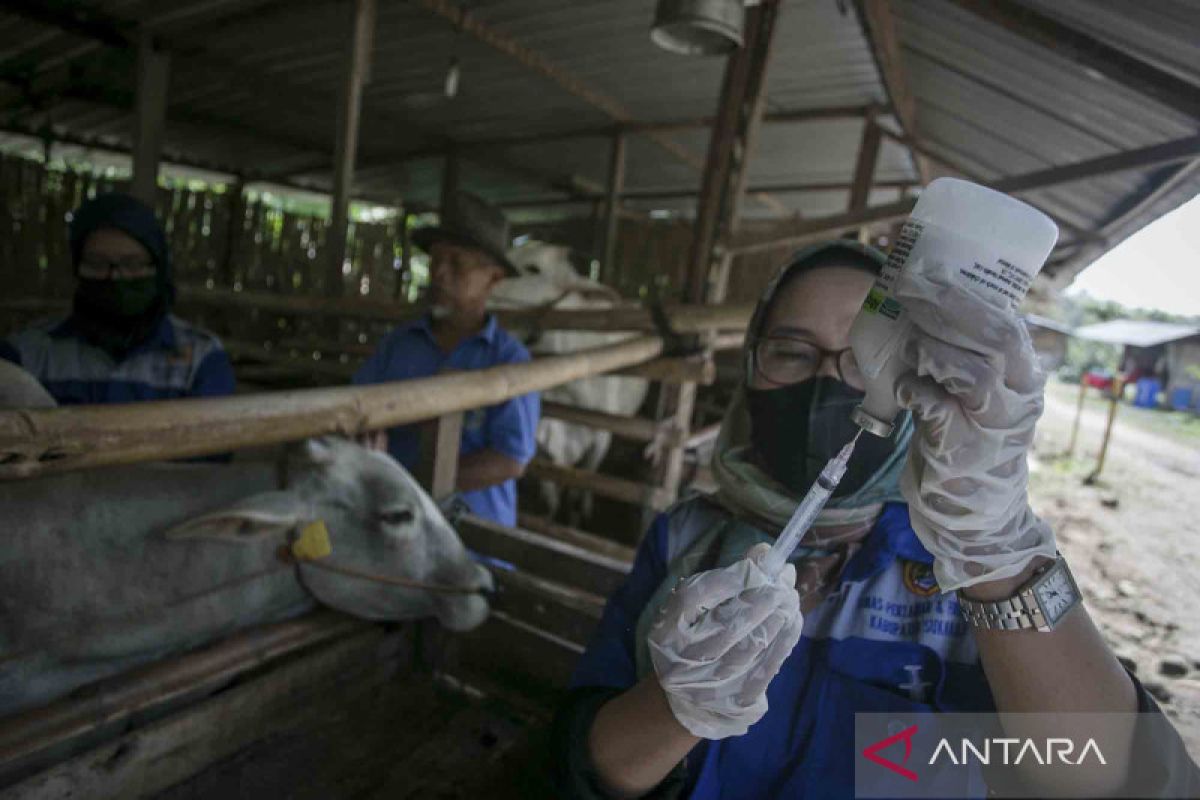 Central Java gets 75,500 additional FMD vaccine doses