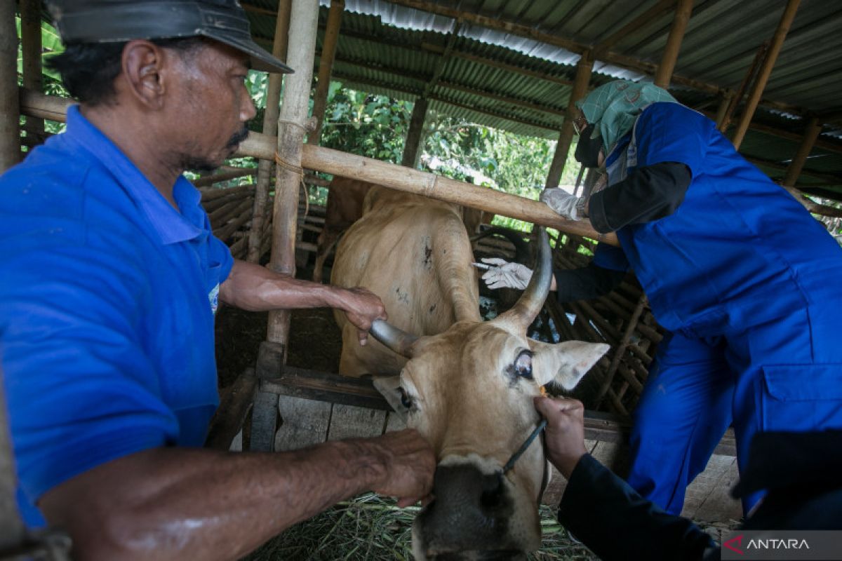 Pemprov Jateng percepat vaksinasi ternak