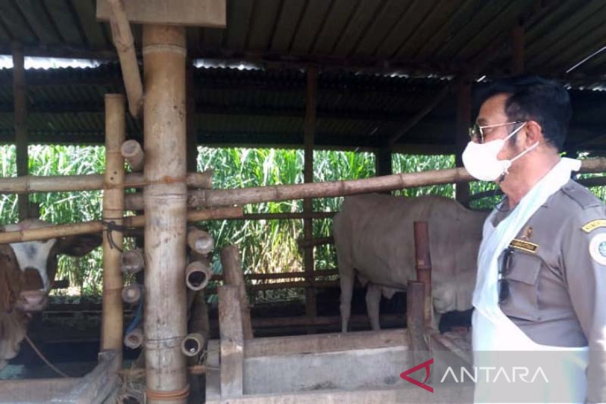 Agriculture Minister leads FMD vaccination for cattle in Central Java