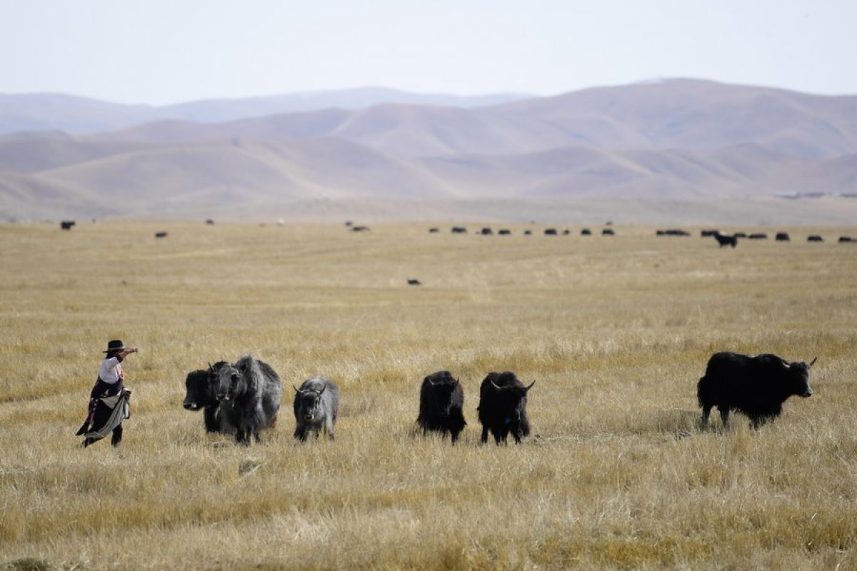 Peneliti: Aktivitas manusia sebabkan degradasi vegetasi Qinghai-Tibet