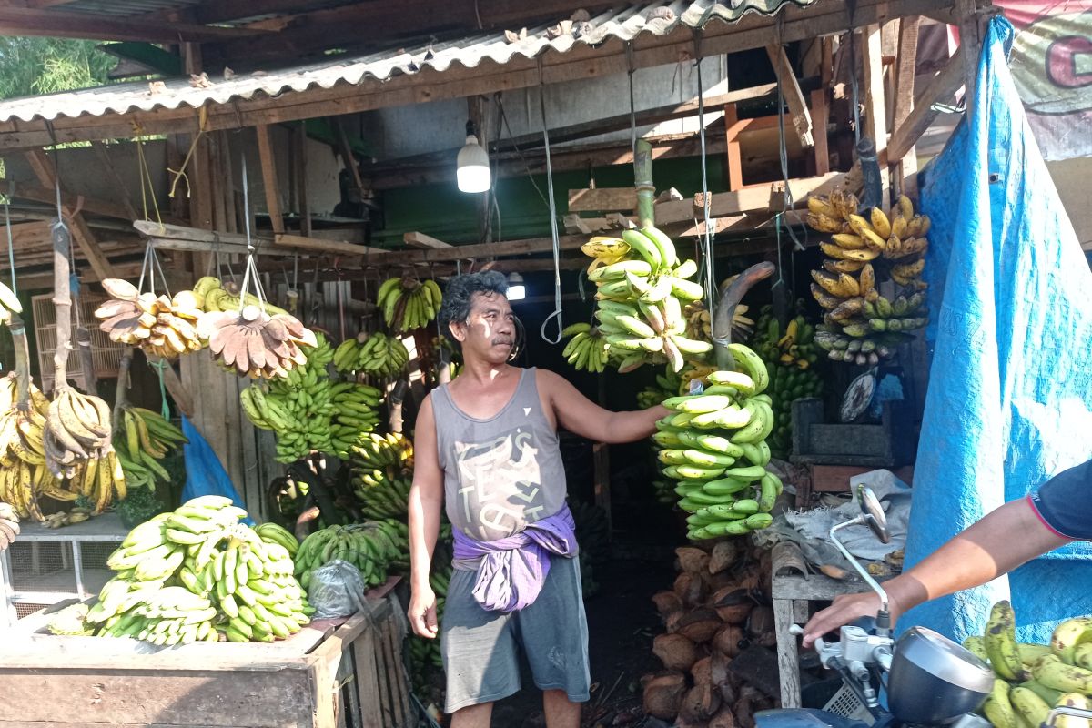 Omzet pedagang pisang di Lebak kembali normal
