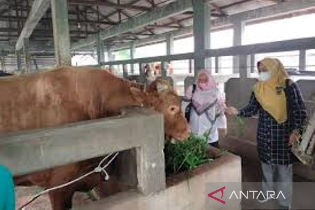 84 sapi di Riau sembuh dari PMK