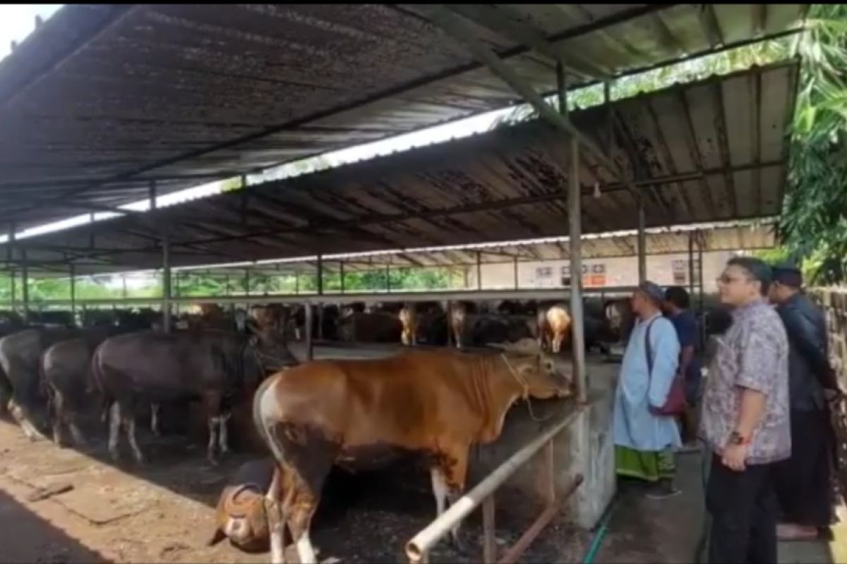320 ekor sapi dari Lampung dikirim ke Kepri