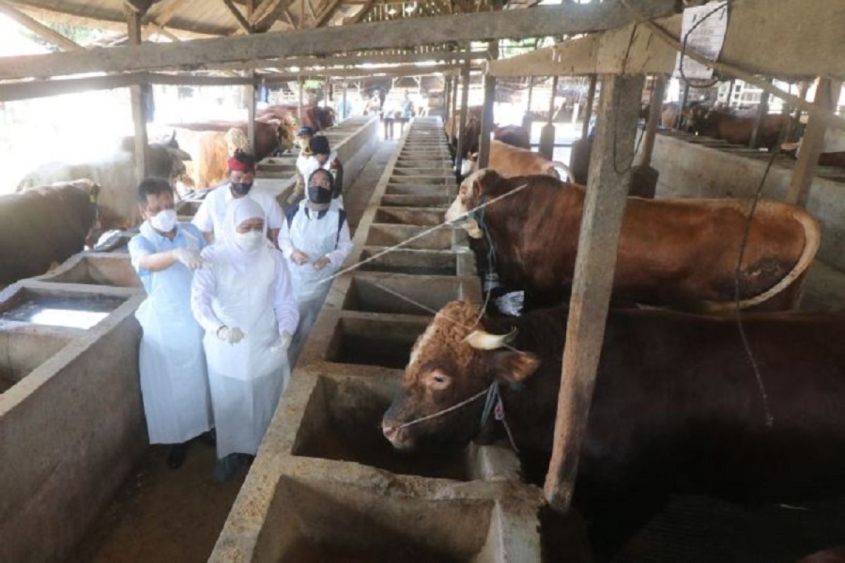 Tinjau sentra peternakan, Khofifah pastikan stok hewan kurban di Jatim aman