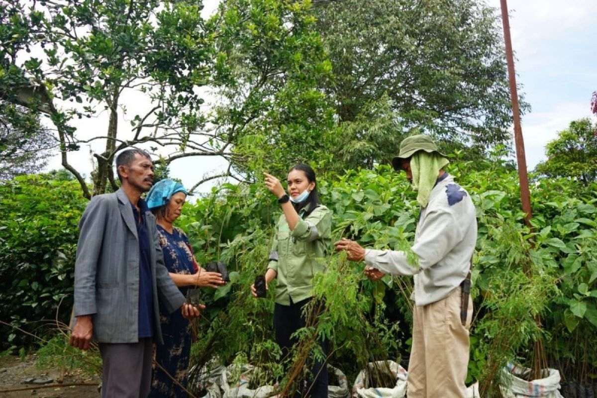 Petani Kopi Sihaporas Simalungun dapat pohon pelindung dari TPL