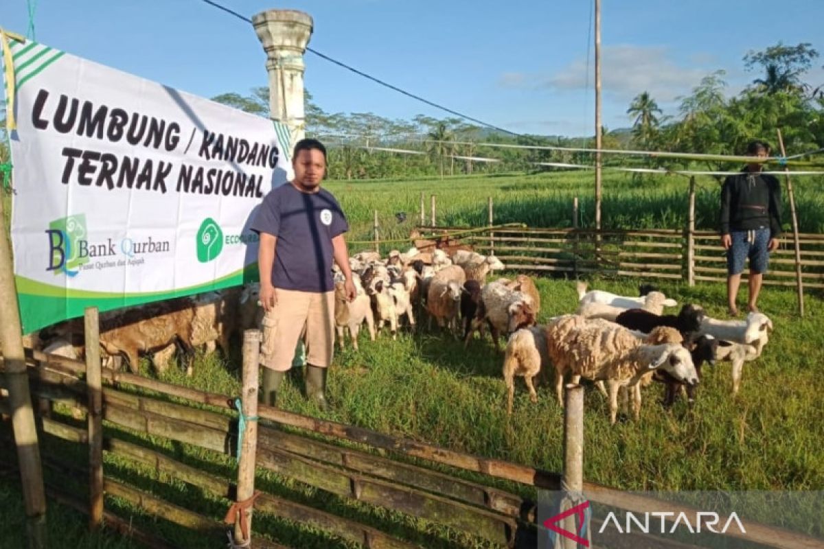 Bank Qurban Nusantara gandeng Dinas Peternakan guna hindari PMK