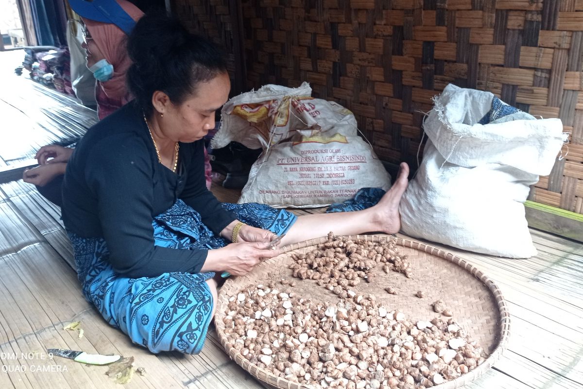 Suku Badui  budidaya kan  kencur tingkatkan pendapatan