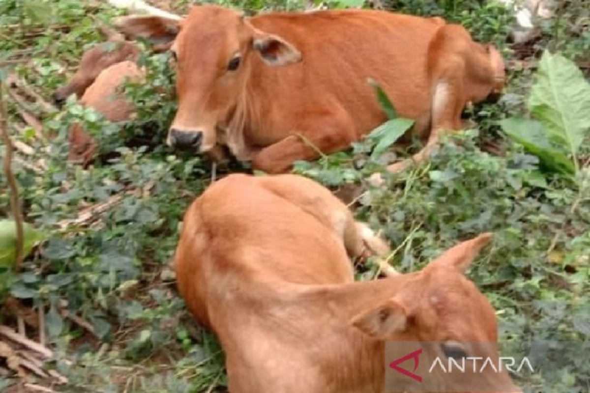Pemerintah catat 27.379 ternak di Aceh terinfeksi PMK