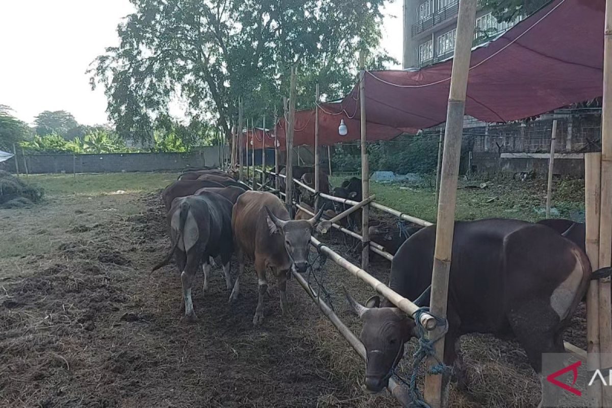 Penjual sapi akui punya "SOP" jaga kesehatan ternak