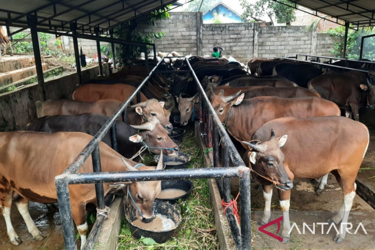 Penjual hewan kurban di Jambi berburu sapi peternak lokal