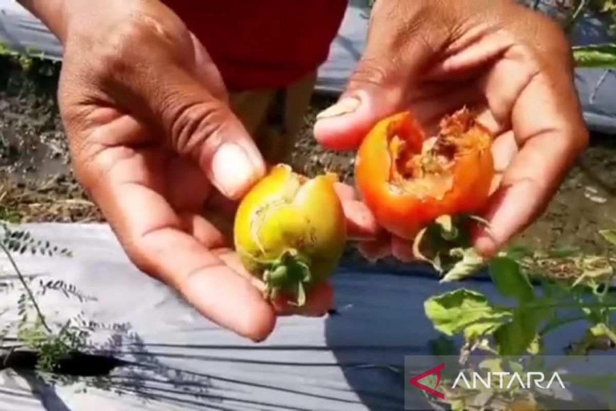 Petani tomat di Madiun merugi terdampak anomali cuaca