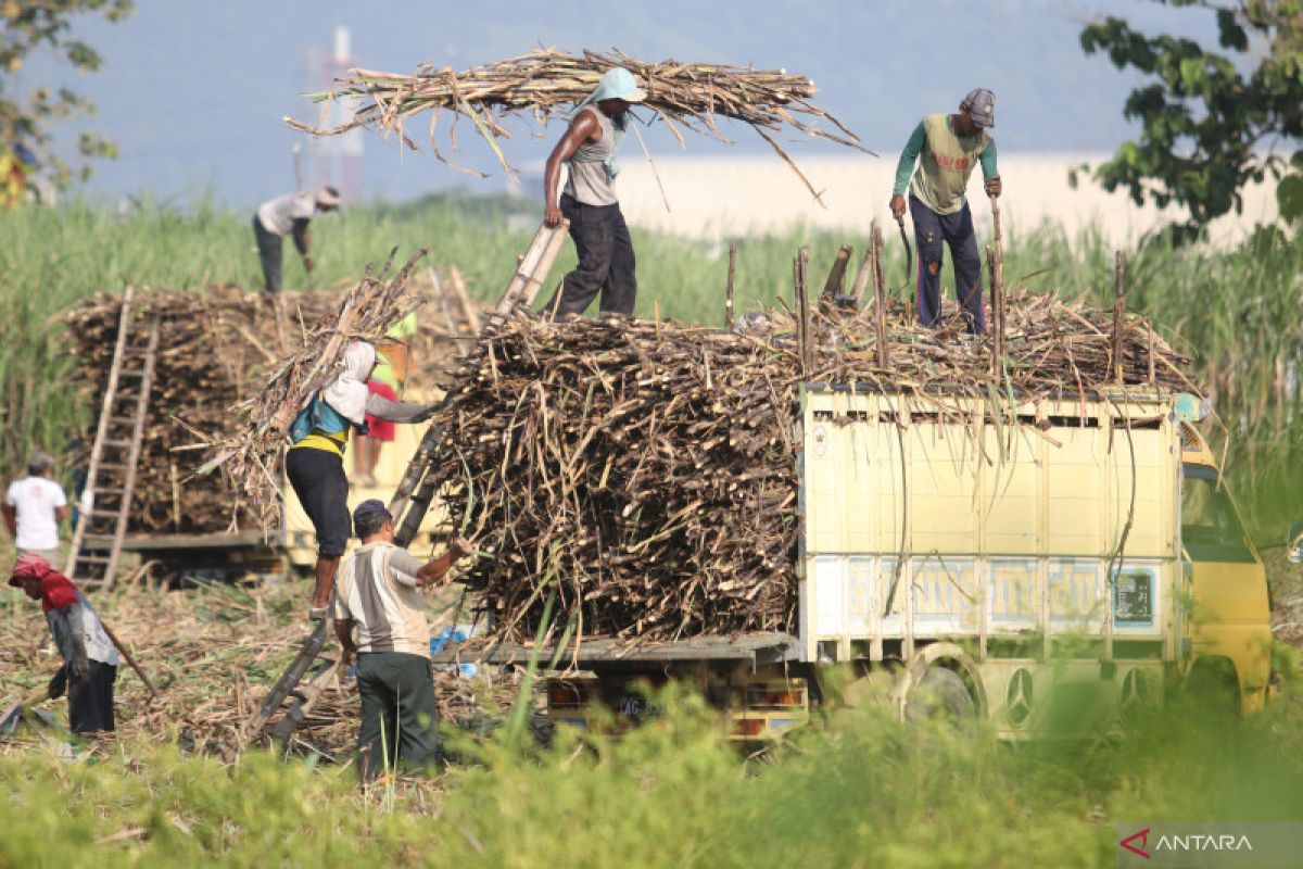 Peneliti: Subsidi gula berpotensi tidak efektif tekan kenaikan harga