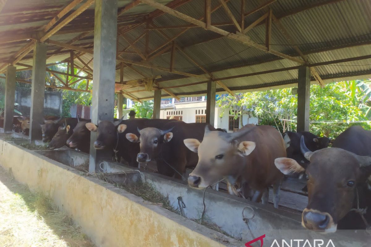 Presiden kurban sapi di Bengkulu dengan berat 1,4 ton