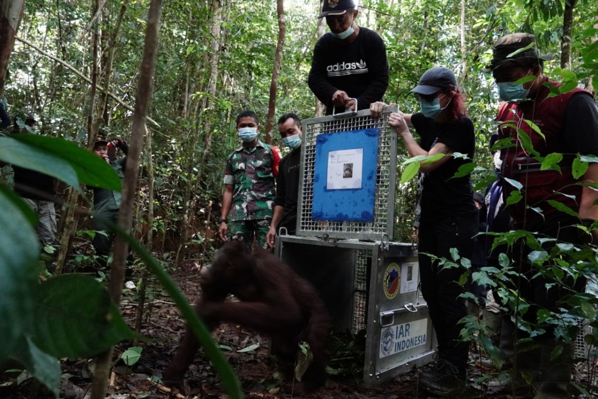 Lima orangutan kembali lepasliarkan di kawasan Taman Nasional Bukit Baka Bukit Raya