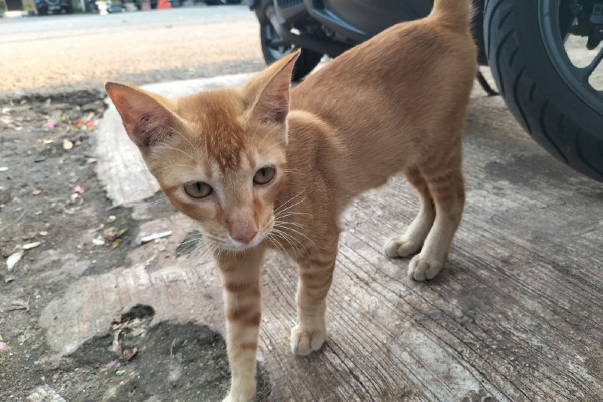 Pemkot Jakbar benarkan ada edaran larang warga memberi makan kucing liar