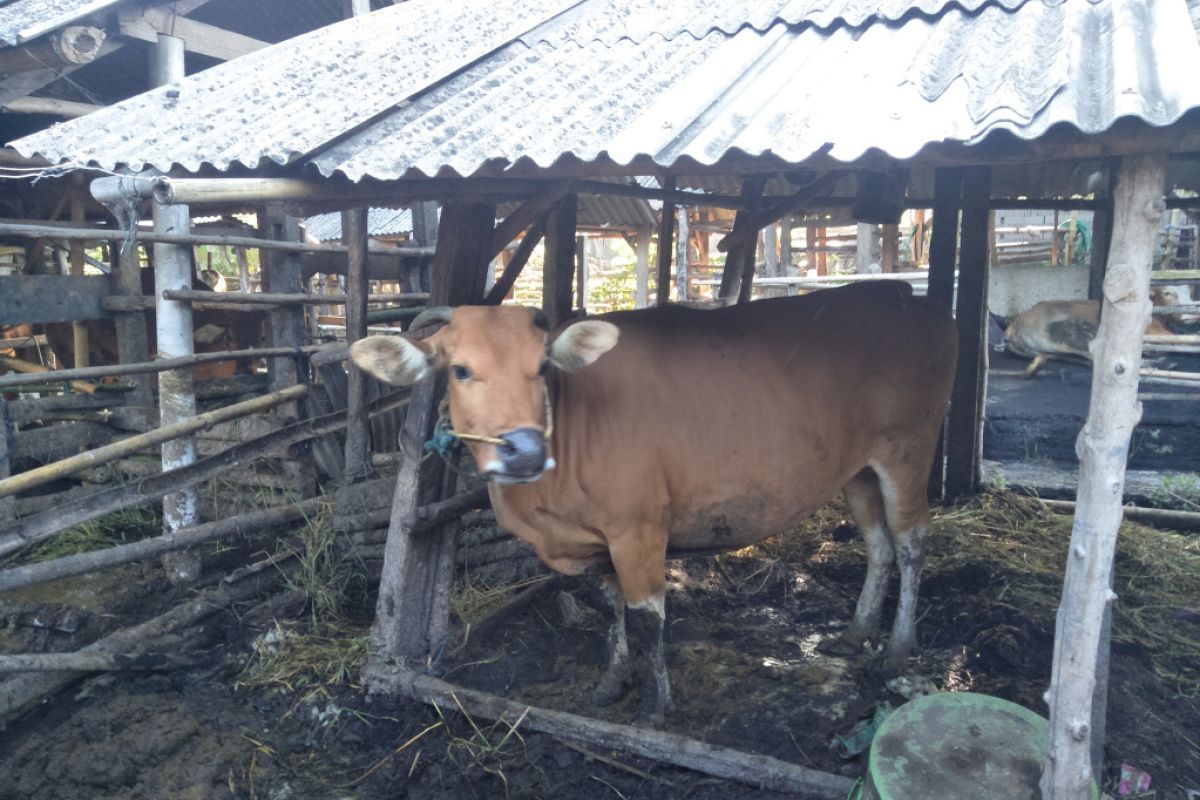 Wabah PMK di Lombok Tengah tembus 12 ribu ekor ternak