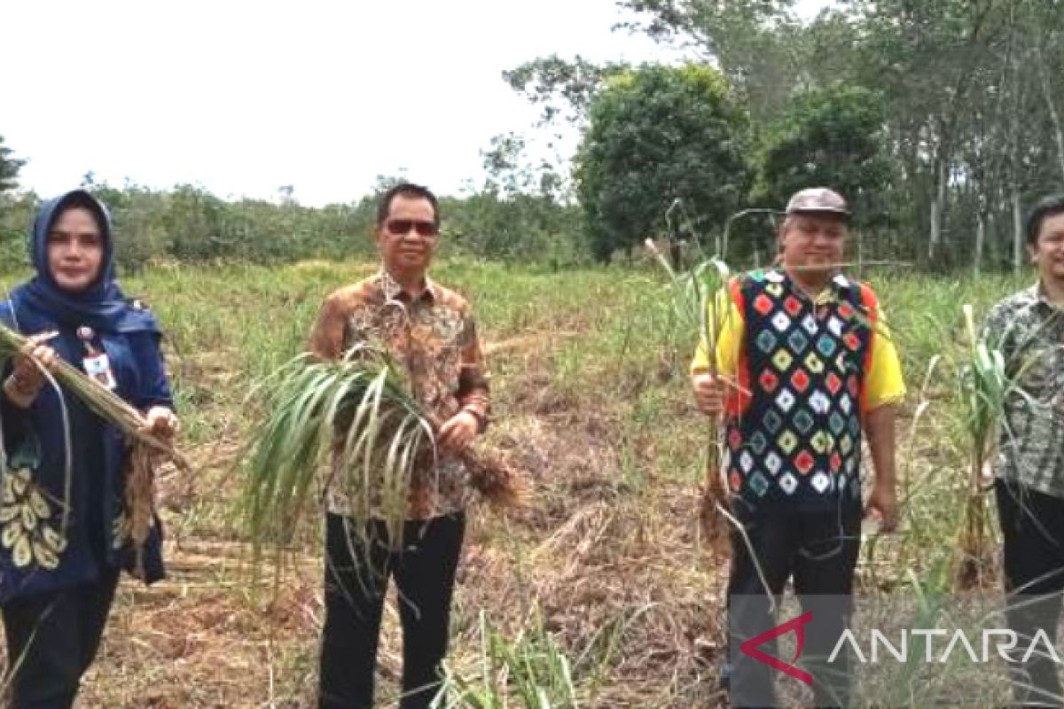 Wanginya hasil Serai Wangi di Desa 3A, Kalsel