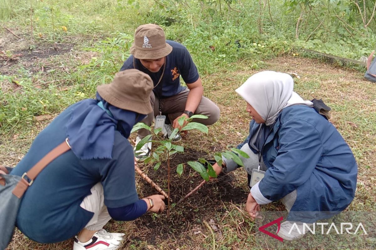 Laskar rempah tanam pohon pala dan kenari di Pulau Banda, begini penjelasannya