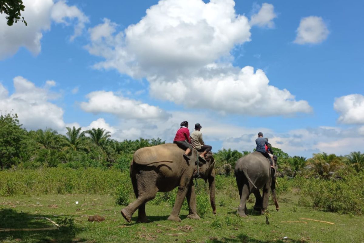 Gajah TWA Seblat Bengkulu jadi magnet wisatawan domestik