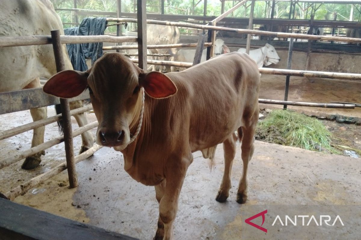 Sapi bantuan Kementan di Kabupaten PPU lahirkan 65 pedet