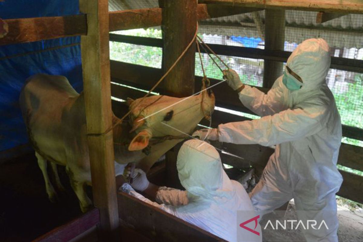 Pemkab Aceh Besar targetkan 87.677 ekor ternak dapat vaksin PMK
