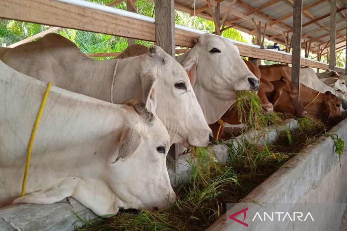 Stok sapi kurban di Kabupaten PPU sebanyak 1.089 ekor