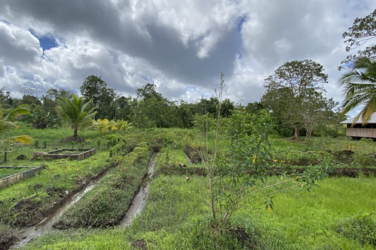 Guru tanam kebun sayur untuk motivasi belajar siswa