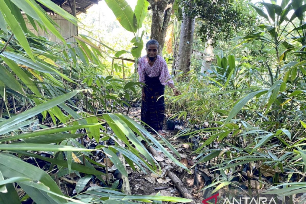 KEHATI: Restorasi bambu jadi solusi rehabilitasi hutan & lahan kritis