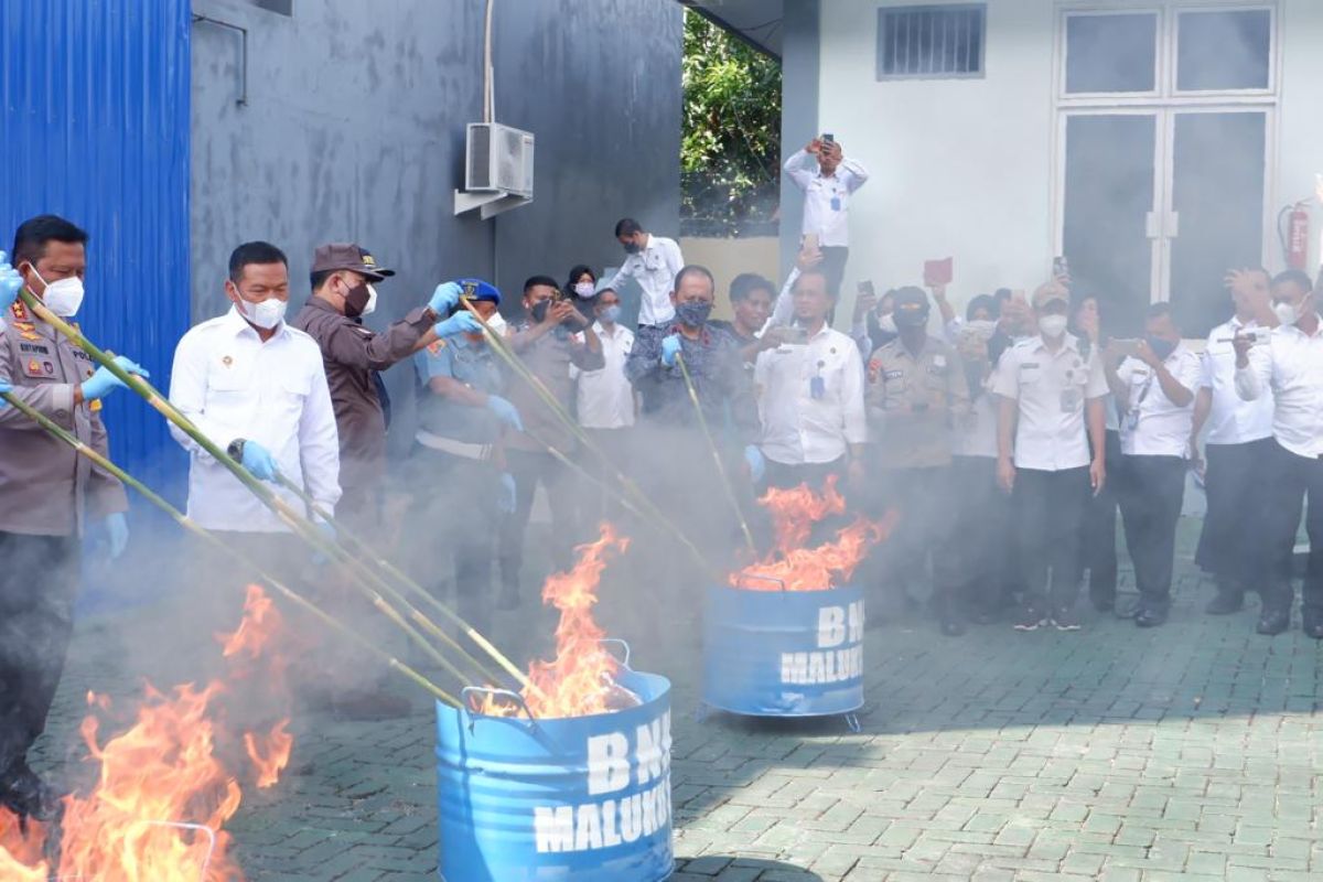 BNNP Malut memusnahkan 5,5 kg ganja