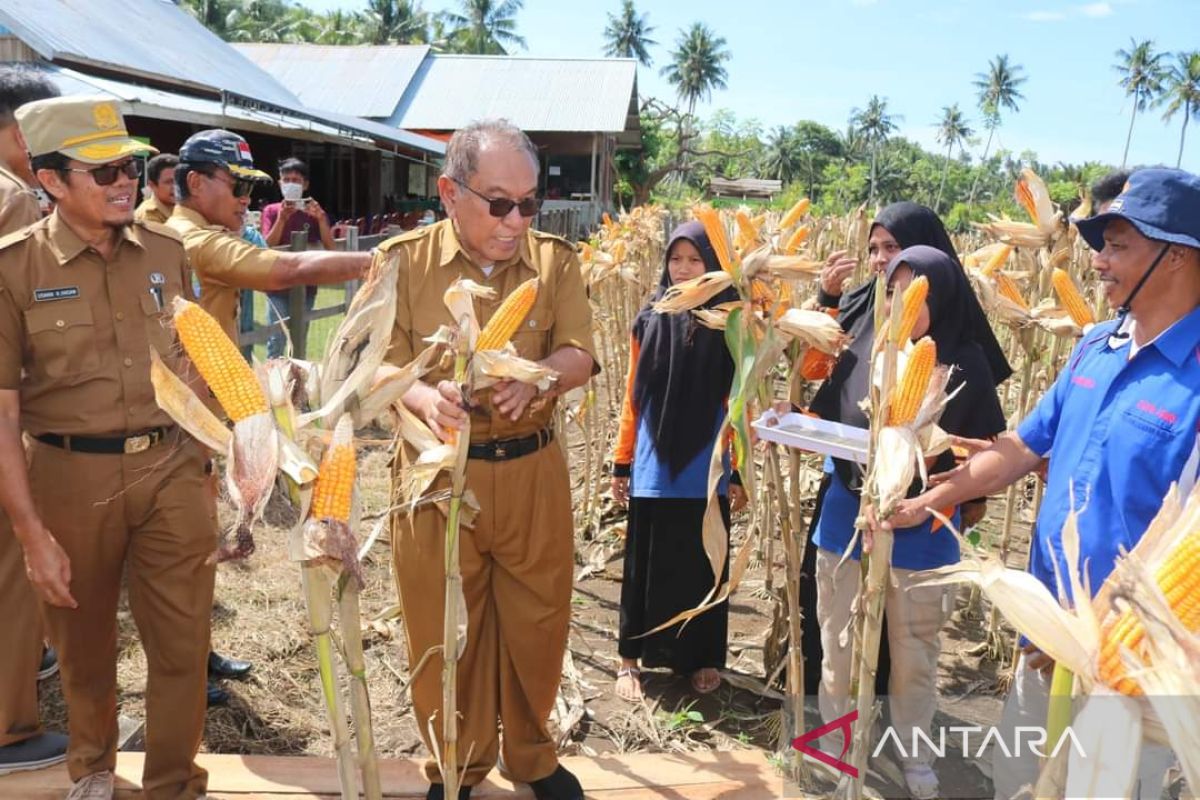 Buol Sulteng  gencarkan penanaman jagung untuk swasembada pangan