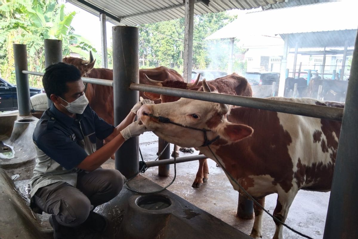 Disnak Tulungagung mengajukan bantuan 25 ribu vaksin PMK